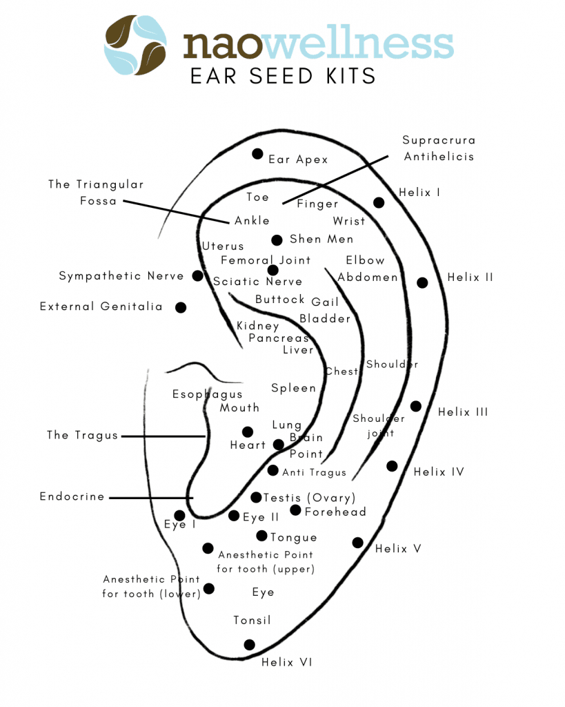 Ear Seeds: Your Secret Weight Loss Tool with Printable Ear Seed Placement Chart