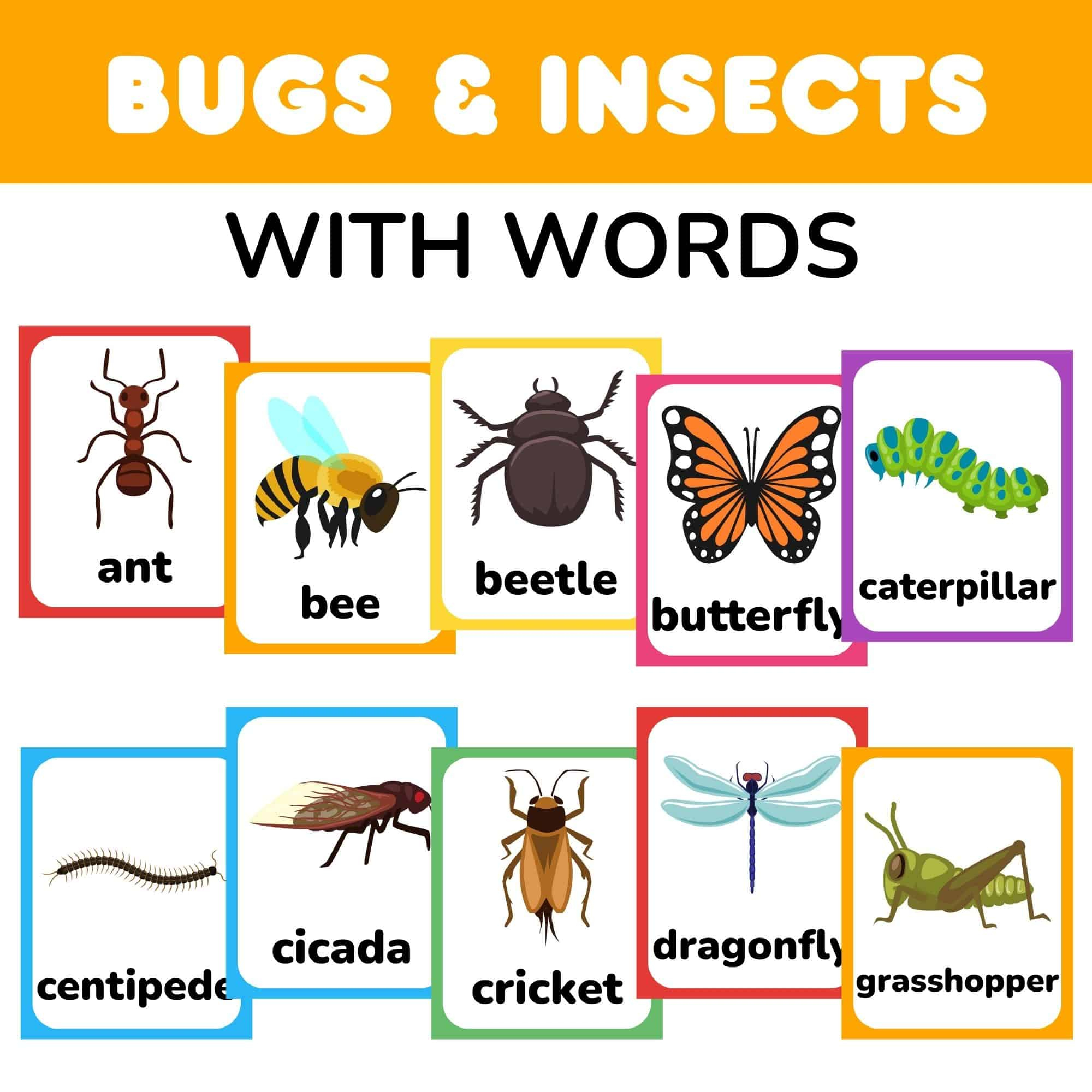 Free Printable Insect And Bugs Flashcards With Words Pdf inside Printable Pictures of Bugs and Insects