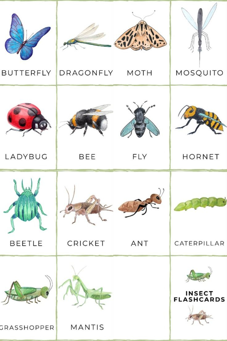 Free Printable Insect Flashcards for Printable Pictures Of Bugs And Insects