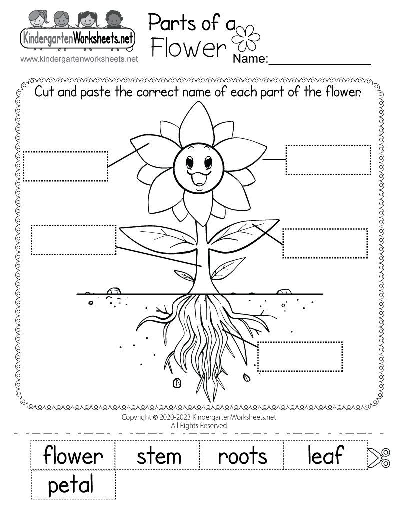 Free Printable Parts Of A Flower Worksheet with Parts of a Flower Printable
