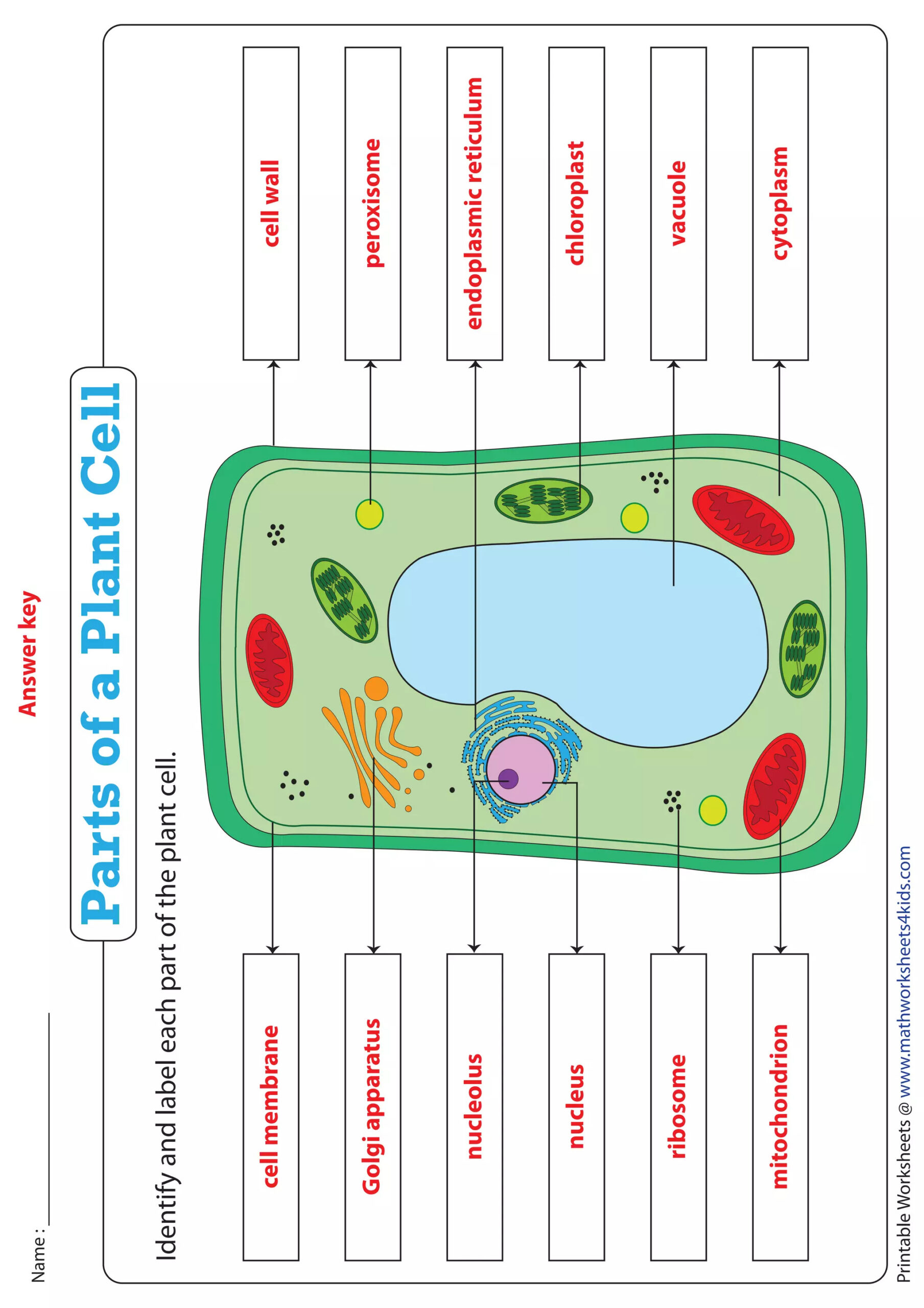 Identify-Plant-Cell (1).Pdf in Printable Diagram Of A Plant Cell