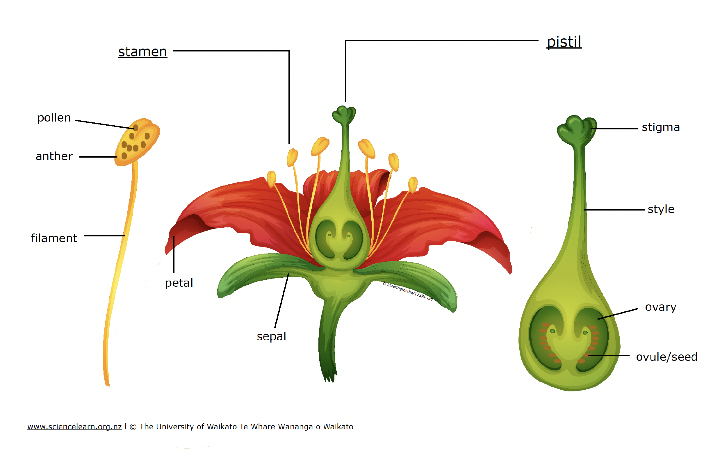 Label The Flower Parts — Science Learning Hub throughout Parts Of A Flower Printable