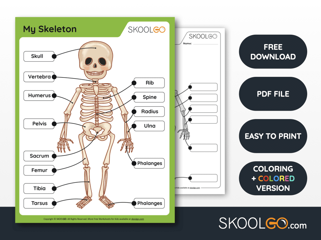 My Skeleton - Free Worksheet - Skoolgo throughout Free Printable Skeletal System Worksheets