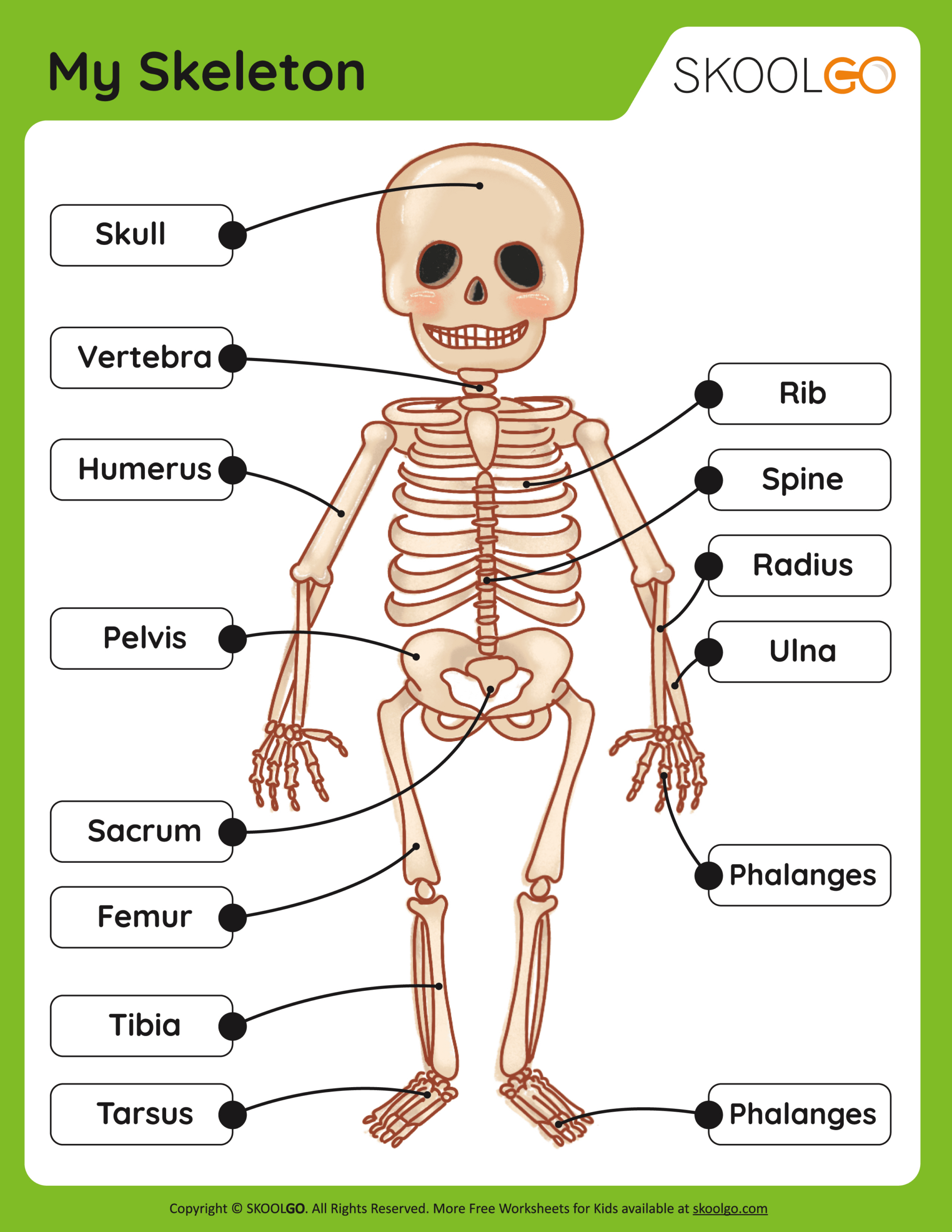 My Skeleton - Free Worksheet - Skoolgo - Worksheets Library in Free Printable Skeletal System Worksheets