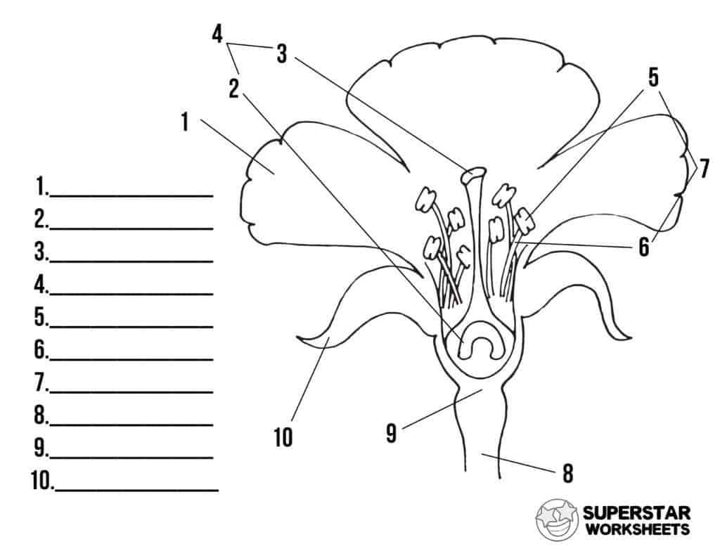 Parts Of A Flower Worksheets - Superstar Worksheets intended for Parts Of A Flower Printable