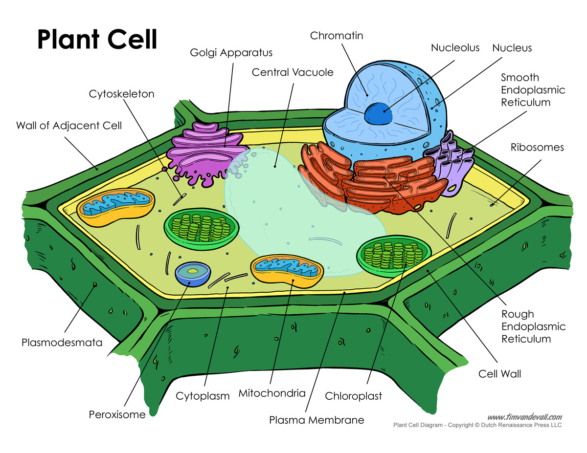 Plant-Cell-Diagram - Tim&amp;#039;S Printables inside Printable Diagram of a Plant Cell