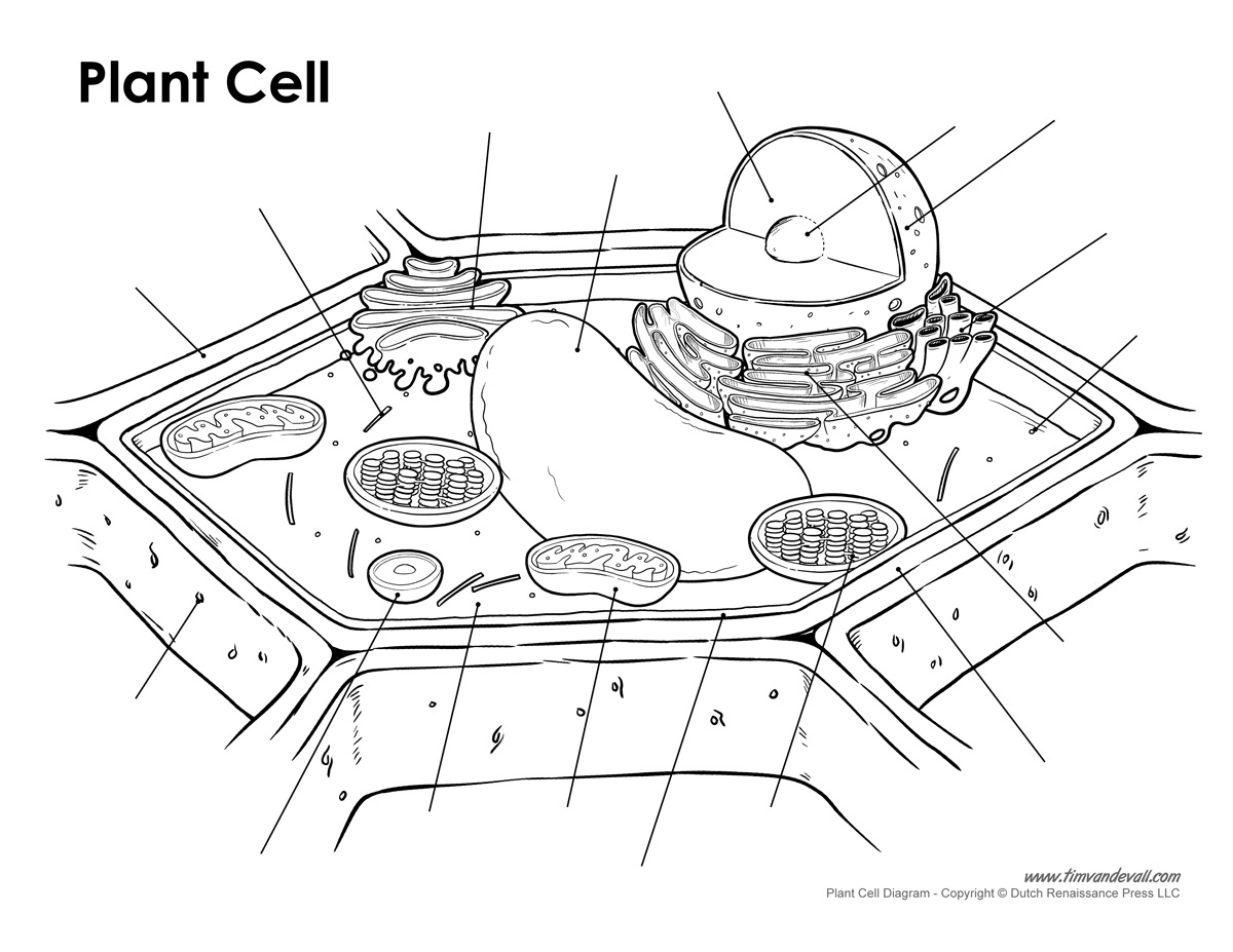 Plant-Cell-Diagram-Unlabeled - Tim&amp;#039;S Printables in Printable Diagram Of A Plant Cell