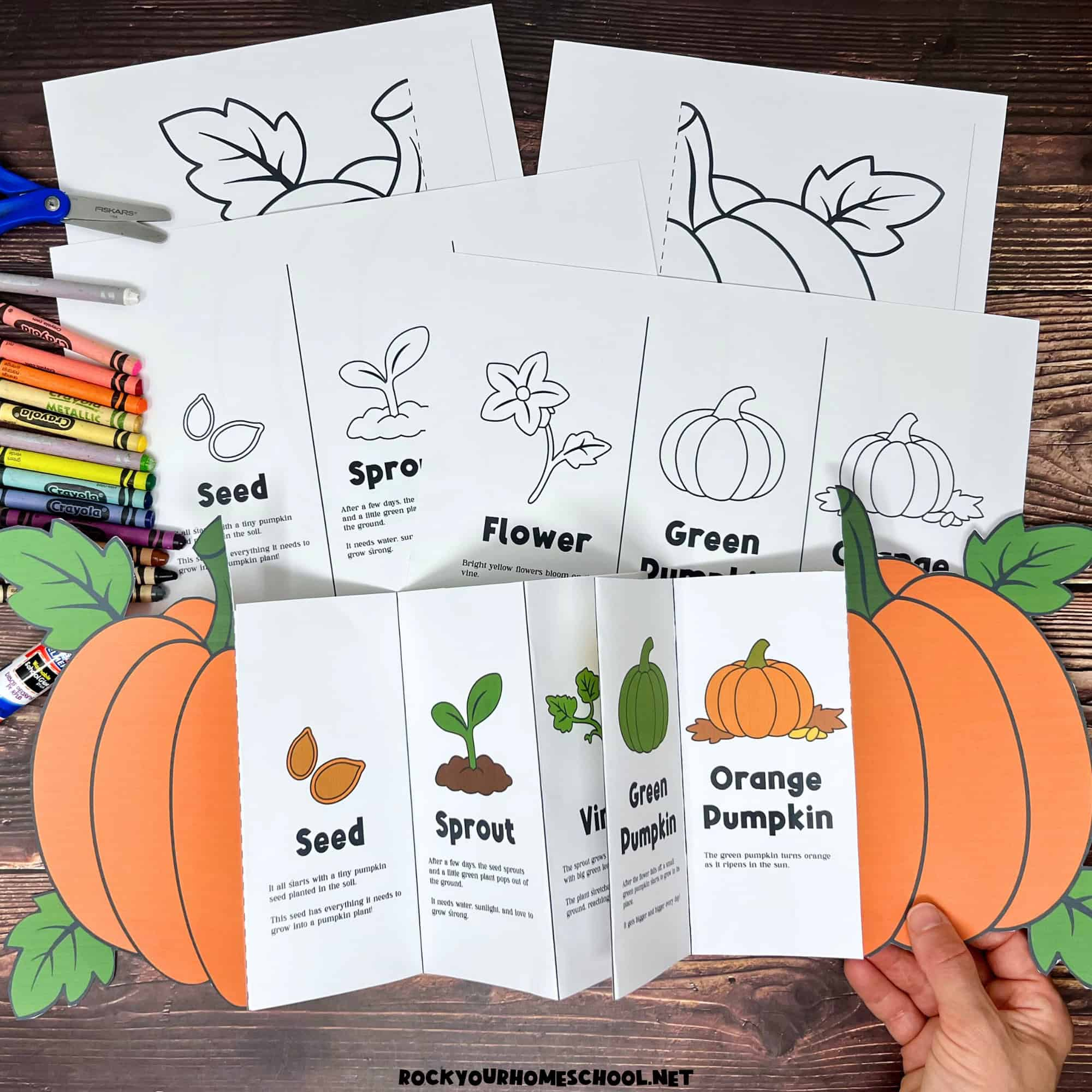 Pumpkin Life Cycle Activity For A Fun Science Foldable (Free for Life Cycle of the Pumpkin Printable