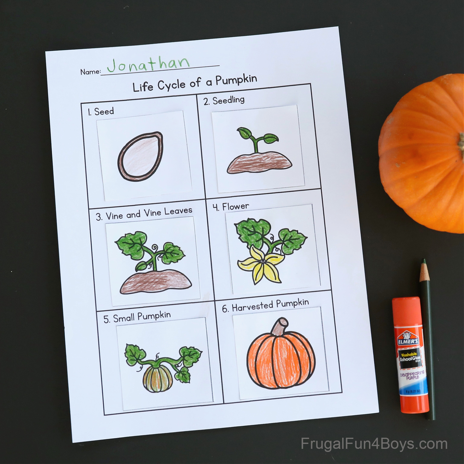 Pumpkin Life Cycle Activity {Printable} - Frugal Fun For Boys And regarding Life Cycle of the Pumpkin Printable