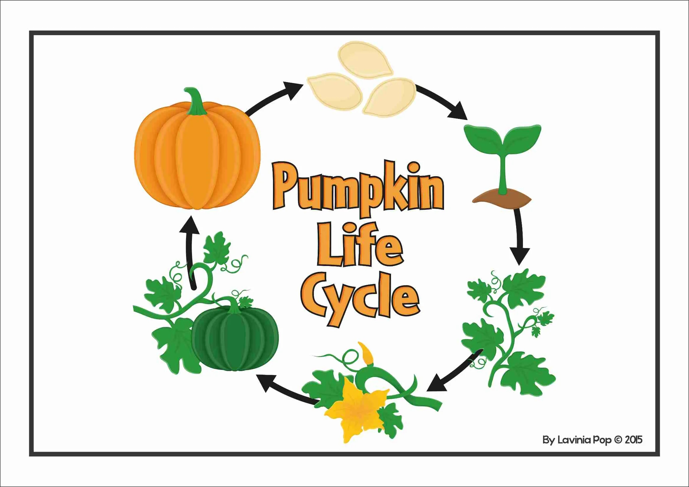Pumpkin Life Cycle Posters &amp;amp; Worksheets in Life Cycle Of The Pumpkin Printable