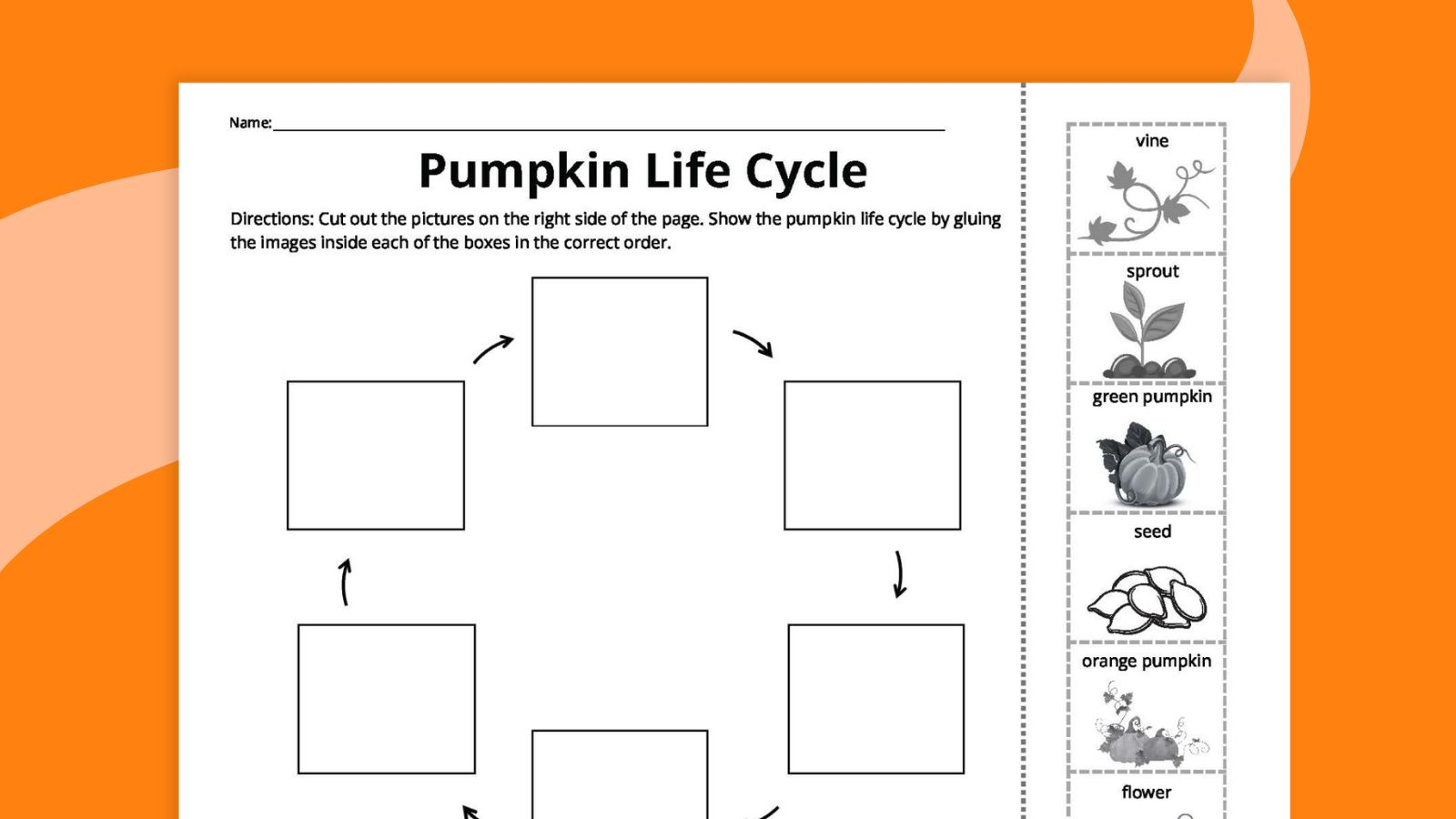 Pumpkin Life Cycle Worksheets For Kids (Free Printables) with Life Cycle Of The Pumpkin Printable