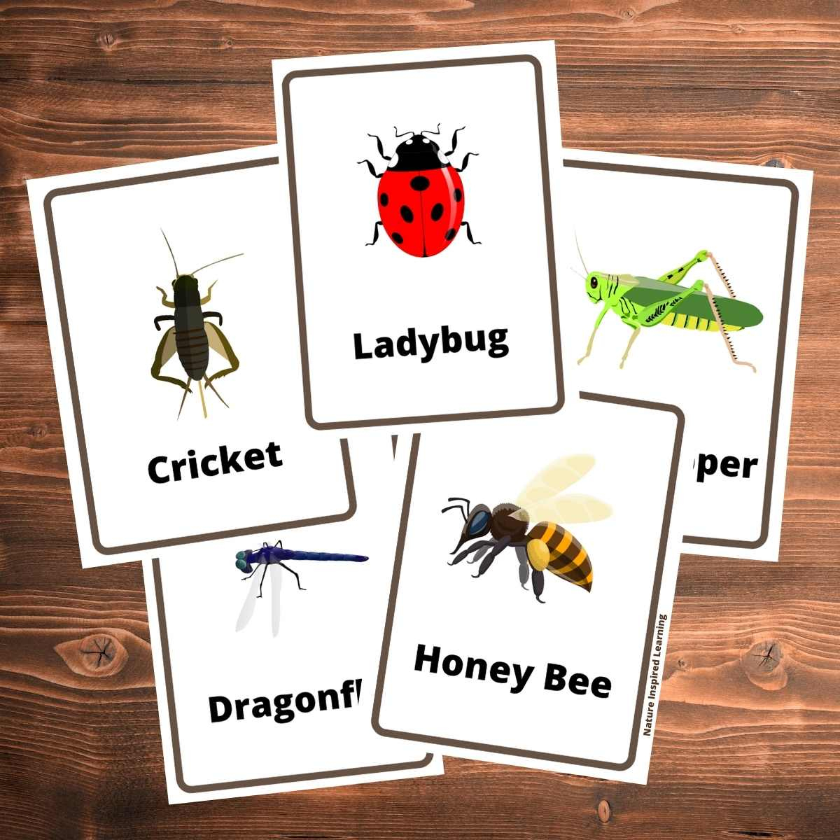 The Best Insect Flashcards - Nature Inspired Learning pertaining to Printable Pictures Of Bugs And Insects